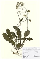 藏品(紫背草)的圖片